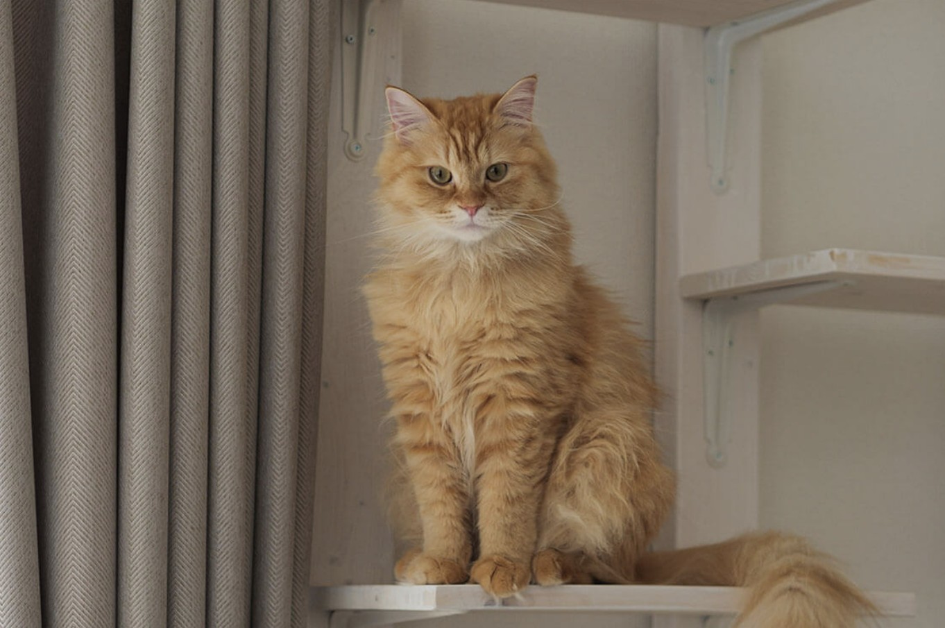 Fluffy cat sitting