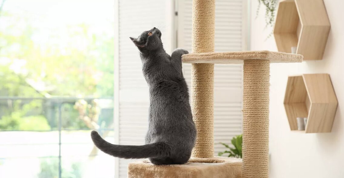 Grey cat on pillar