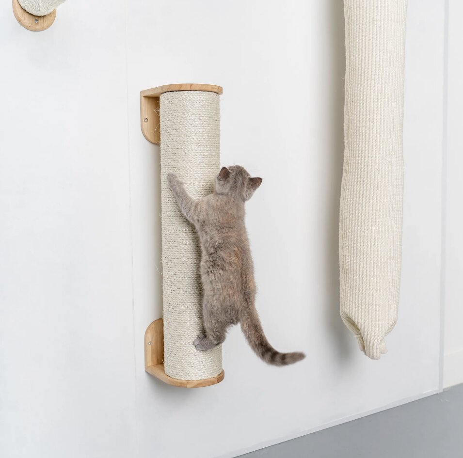 Kitten on pillar