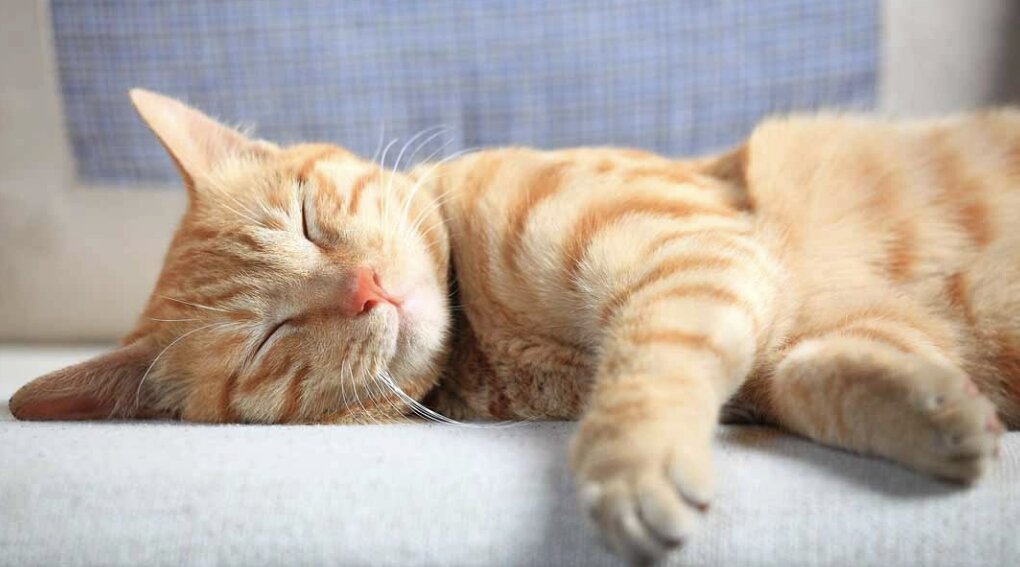 Orange cat sleeping